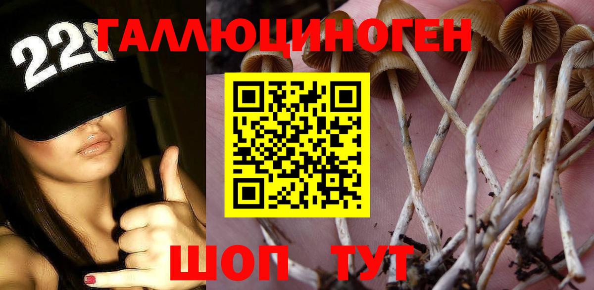 Будённовск  Псилоцибиновые грибы GOLDEN TEACHER  Вход с VPN 