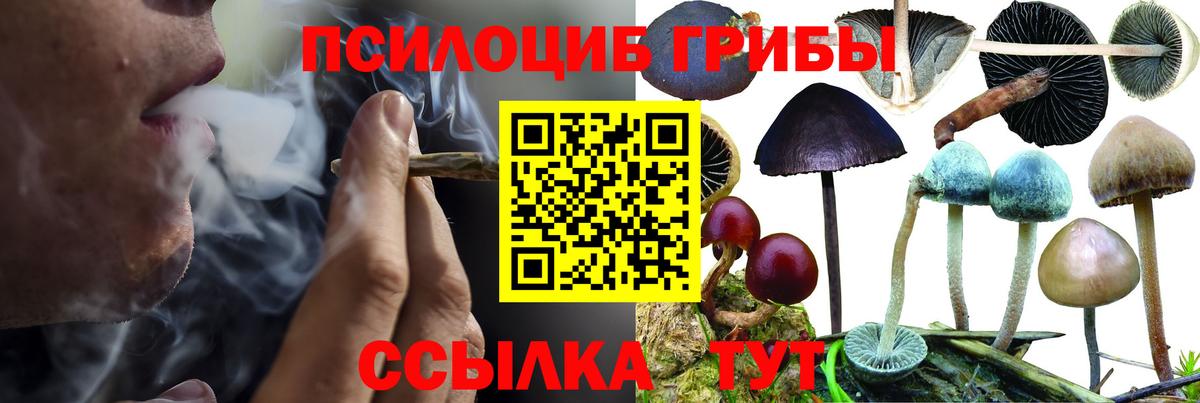 Галлюциногенные грибы Cubensis Будённовск